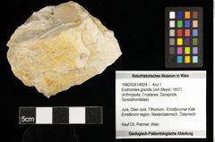Foto (Objekt + Etiketten) von Eodromites grandis (von Meyer, 1857) 